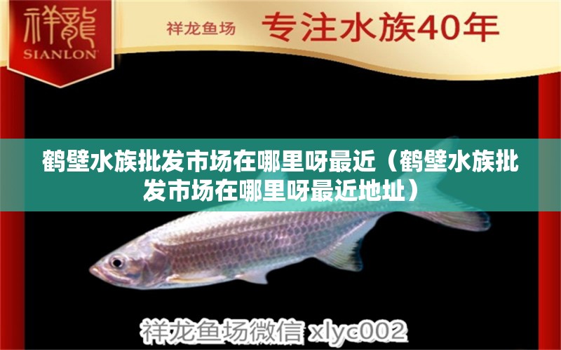 鶴壁水族批發(fā)市場在哪里呀最近（鶴壁水族批發(fā)市場在哪里呀最近地址） 觀賞魚水族批發(fā)市場