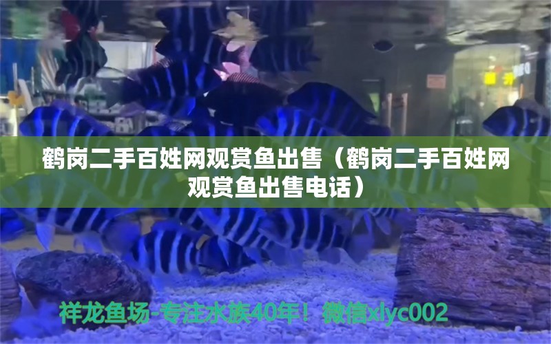 鶴崗二手百姓網(wǎng)觀賞魚出售（鶴崗二手百姓網(wǎng)觀賞魚出售電話）