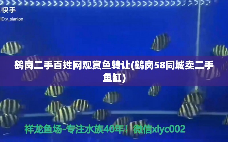 鶴崗二手百姓網(wǎng)觀賞魚(yú)轉(zhuǎn)讓(鶴崗58同城賣(mài)二手魚(yú)缸) 奈及利亞紅圓點(diǎn)狗頭