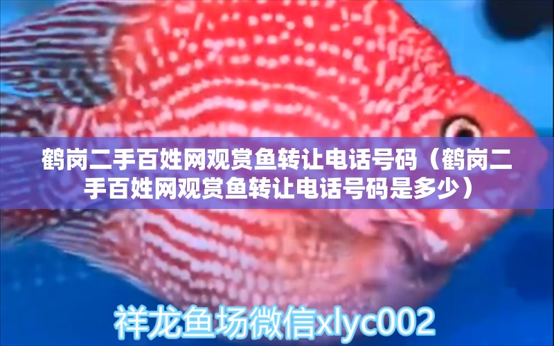 鶴崗二手百姓網(wǎng)觀賞魚(yú)轉(zhuǎn)讓電話號(hào)碼（鶴崗二手百姓網(wǎng)觀賞魚(yú)轉(zhuǎn)讓電話號(hào)碼是多少）