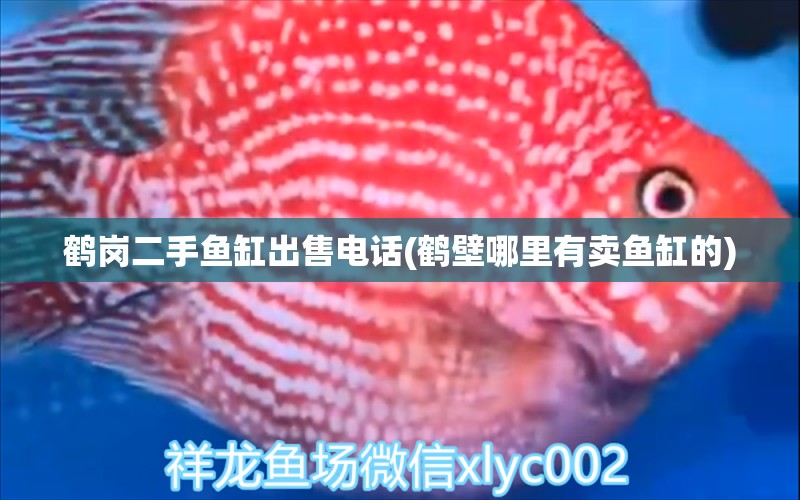 鶴崗二手魚缸出售電話(鶴壁哪里有賣魚缸的) 三色錦鯉魚