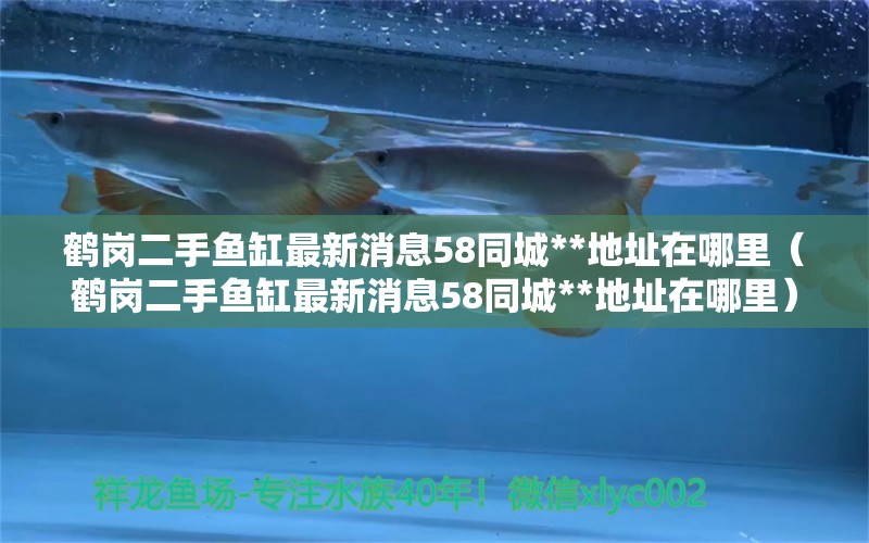 鶴崗二手魚缸最新消息58同城**地址在哪里（鶴崗二手魚缸最新消息58同城**地址在哪里） 三間鼠魚