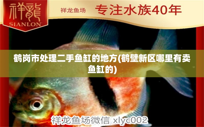 鶴崗市處理二手魚缸的地方(鶴壁新區(qū)哪里有賣魚缸的) 星點金龍魚