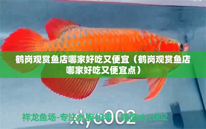 鶴崗觀賞魚(yú)店哪家好吃又便宜（鶴崗觀賞魚(yú)店哪家好吃又便宜點(diǎn)） 龍鳳鯉魚(yú)