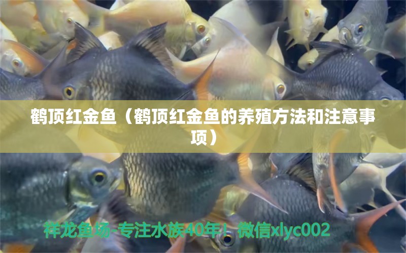 鶴頂紅金魚（鶴頂紅金魚的養(yǎng)殖方法和注意事項）