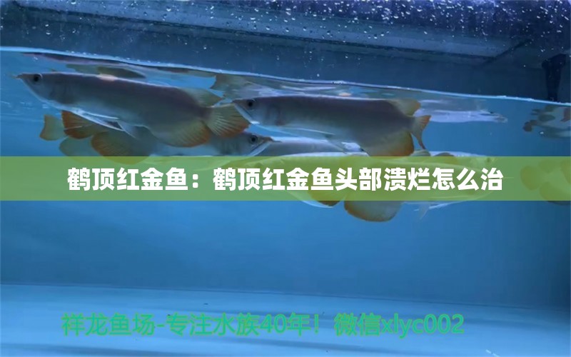 鶴頂紅金魚(yú)：鶴頂紅金魚(yú)頭部潰爛怎么治