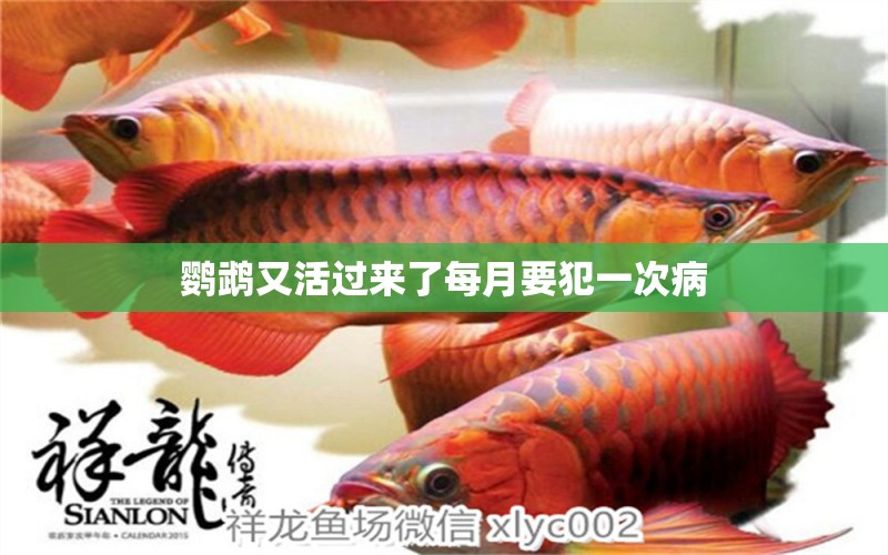 鸚鵡又活過(guò)來(lái)了每月要犯一次病 鸚鵡魚(yú)