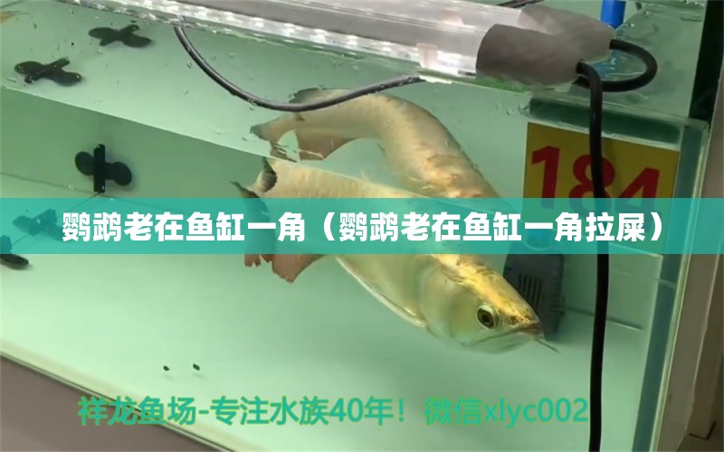 鸚鵡老在魚缸一角（鸚鵡老在魚缸一角拉屎） 鸚鵡魚