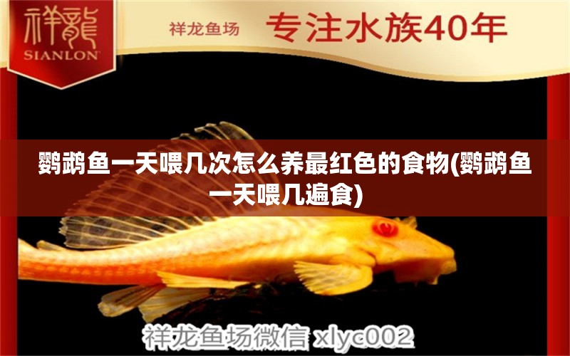 鸚鵡魚一天喂幾次怎么養(yǎng)最紅色的食物(鸚鵡魚一天喂幾遍食) 鸚鵡魚