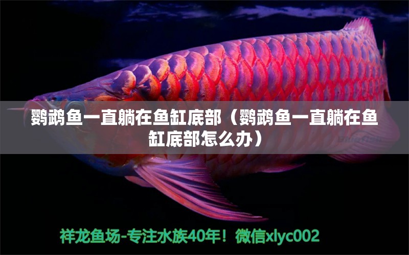 鸚鵡魚一直躺在魚缸底部（鸚鵡魚一直躺在魚缸底部怎么辦） 鸚鵡魚