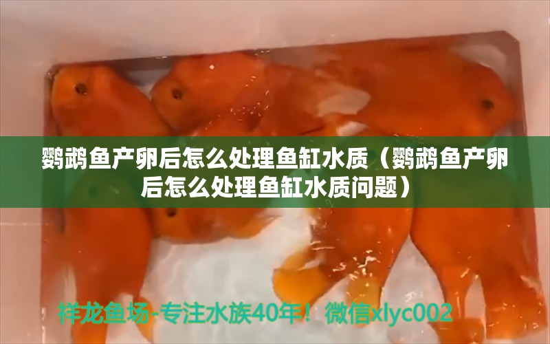 鸚鵡魚產(chǎn)卵后怎么處理魚缸水質(zhì)（鸚鵡魚產(chǎn)卵后怎么處理魚缸水質(zhì)問題） 鸚鵡魚