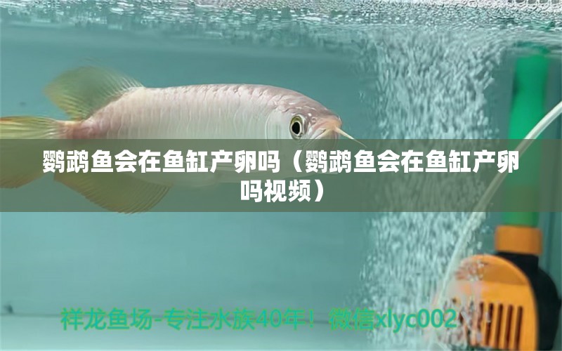 鸚鵡魚會(huì)在魚缸產(chǎn)卵嗎（鸚鵡魚會(huì)在魚缸產(chǎn)卵嗎視頻）