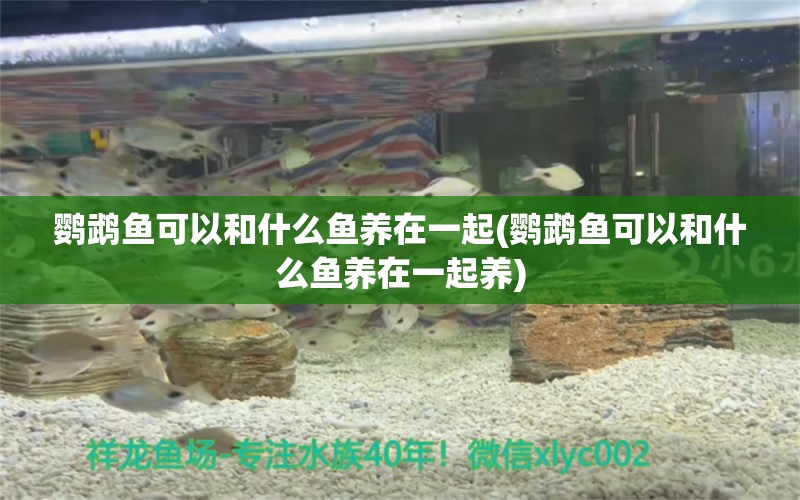 鸚鵡魚可以和什么魚養(yǎng)在一起(鸚鵡魚可以和什么魚養(yǎng)在一起養(yǎng)) 鸚鵡魚 第1張