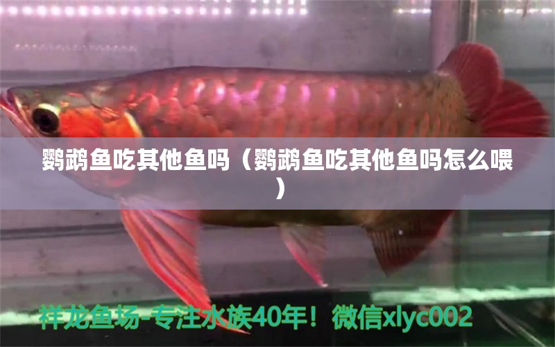 鸚鵡魚吃其他魚嗎（鸚鵡魚吃其他魚嗎怎么喂）