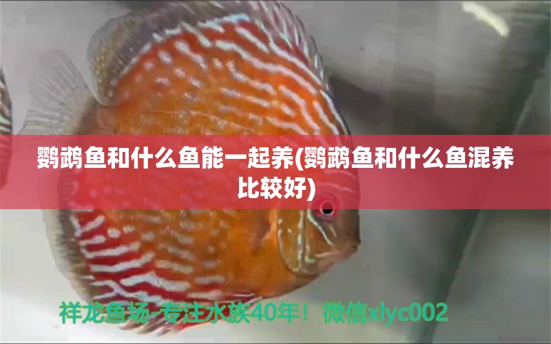 鸚鵡魚和什么魚能一起養(yǎng)(鸚鵡魚和什么魚混養(yǎng)比較好) 鸚鵡魚 第1張