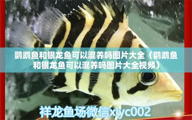 鸚鵡魚和銀龍魚可以混養(yǎng)嗎圖片大全（鸚鵡魚和銀龍魚可以混養(yǎng)嗎圖片大全視頻） 鸚鵡魚