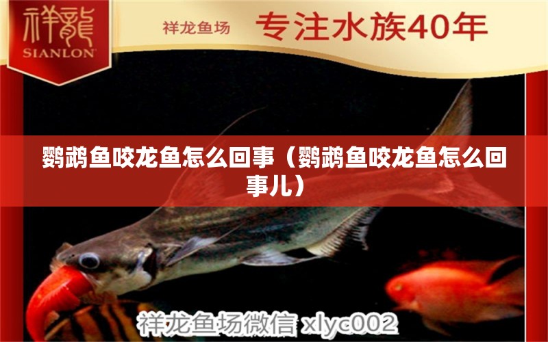 鸚鵡魚咬龍魚怎么回事（鸚鵡魚咬龍魚怎么回事兒） 鸚鵡魚