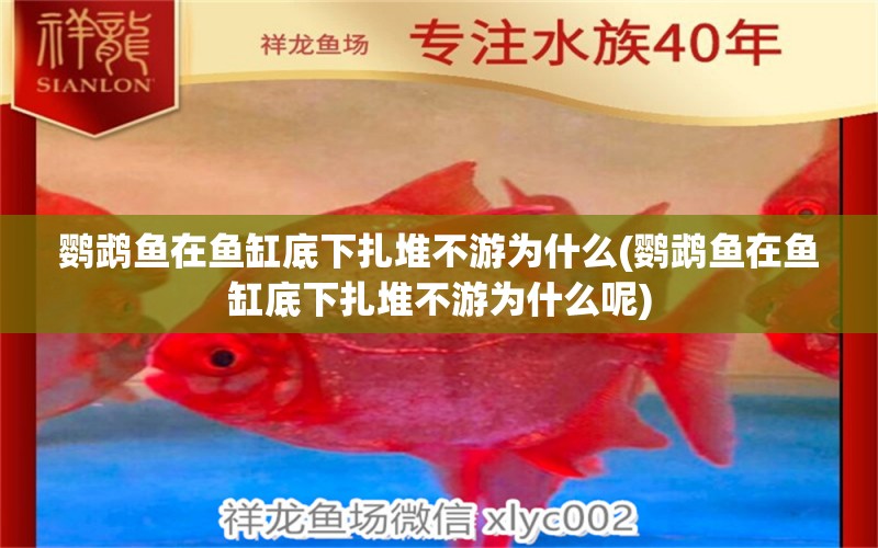 鸚鵡魚在魚缸底下扎堆不游為什么(鸚鵡魚在魚缸底下扎堆不游為什么呢) 鸚鵡魚