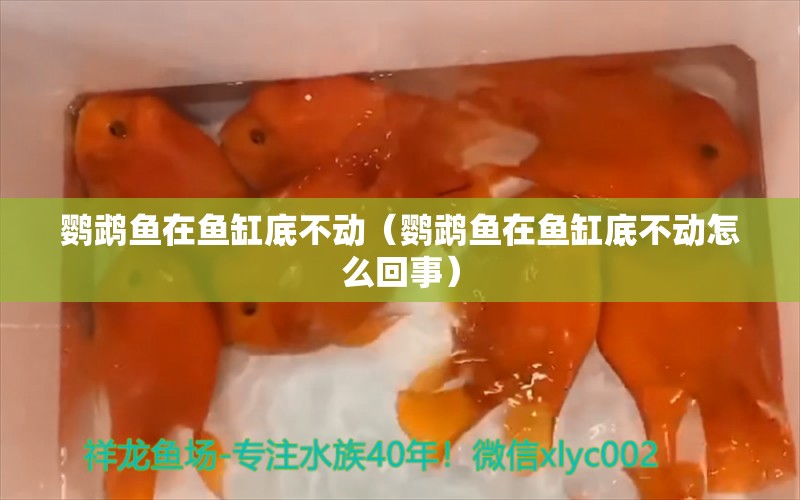 鸚鵡魚在魚缸底不動（鸚鵡魚在魚缸底不動怎么回事） 鸚鵡魚