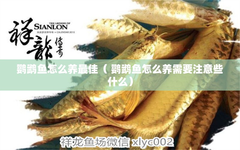 鸚鵡魚怎么養(yǎng)最佳（ 鸚鵡魚怎么養(yǎng)需要注意些什么） yee 第1張