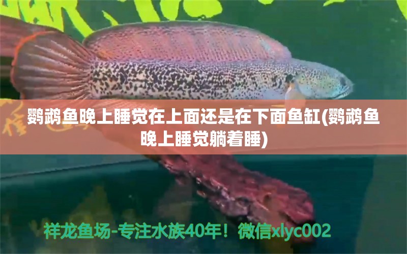 鸚鵡魚晚上睡覺在上面還是在下面魚缸(鸚鵡魚晚上睡覺躺著睡)