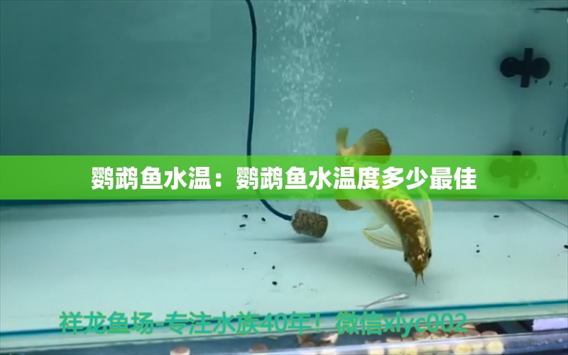 鸚鵡魚水溫：鸚鵡魚水溫度多少最佳