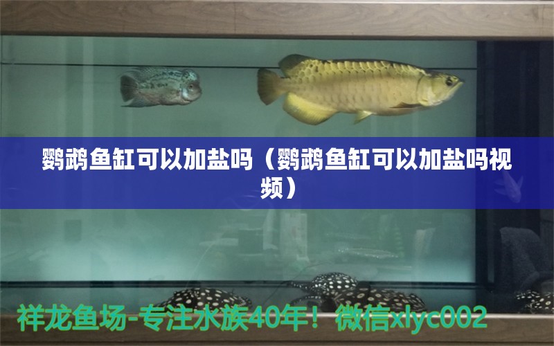 鸚鵡魚缸可以加鹽嗎（鸚鵡魚缸可以加鹽嗎視頻） 鸚鵡魚