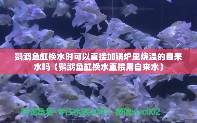 鸚鵡魚缸換水時(shí)可以直接加鍋爐里燒溫的自來水嗎（鸚鵡魚缸換水直接用自來水） 鸚鵡魚