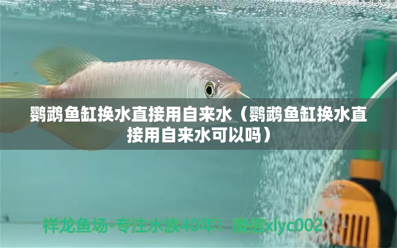 鸚鵡魚缸換水直接用自來水（鸚鵡魚缸換水直接用自來水可以嗎） 鸚鵡魚