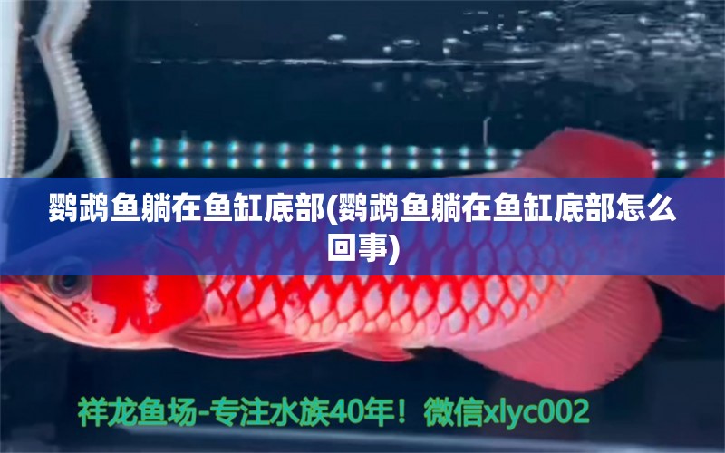 鸚鵡魚躺在魚缸底部(鸚鵡魚躺在魚缸底部怎么回事) 鸚鵡魚