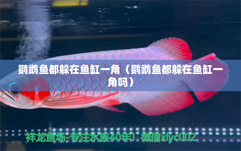 鸚鵡魚(yú)都躲在魚(yú)缸一角（鸚鵡魚(yú)都躲在魚(yú)缸一角嗎）