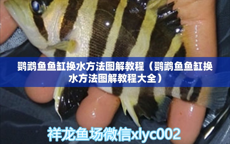 鸚鵡魚魚缸換水方法圖解教程（鸚鵡魚魚缸換水方法圖解教程大全） 鸚鵡魚