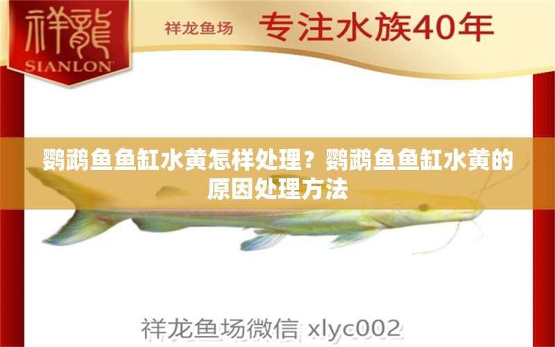 鸚鵡魚魚缸水黃怎樣處理？鸚鵡魚魚缸水黃的原因處理方法