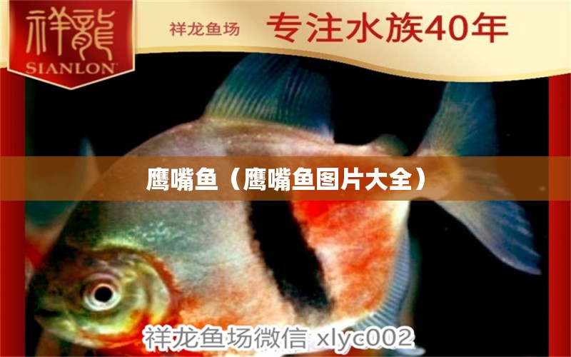 鷹嘴魚（鷹嘴魚圖片大全）