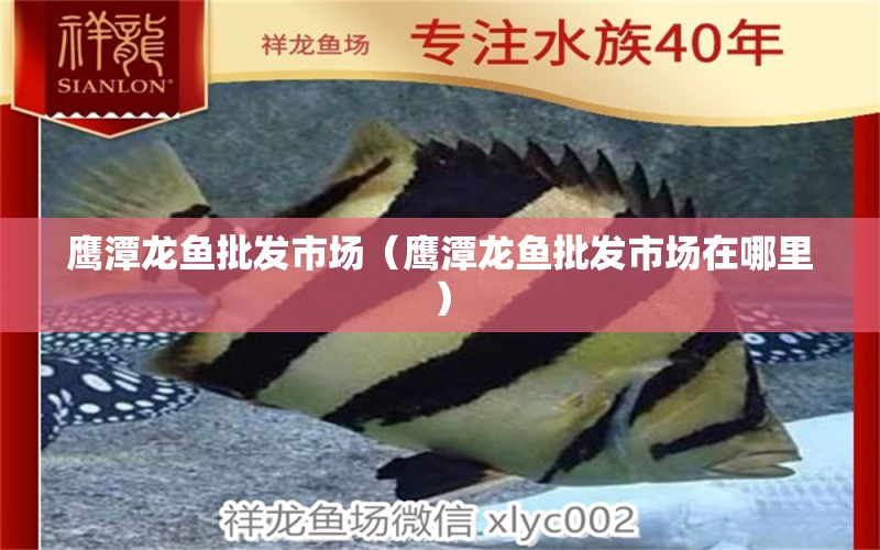 鷹潭龍魚(yú)批發(fā)市場(chǎng)（鷹潭龍魚(yú)批發(fā)市場(chǎng)在哪里）