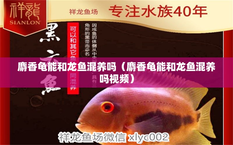 麝香龜能和龍魚混養(yǎng)嗎（麝香龜能和龍魚混養(yǎng)嗎視頻） 烏龜