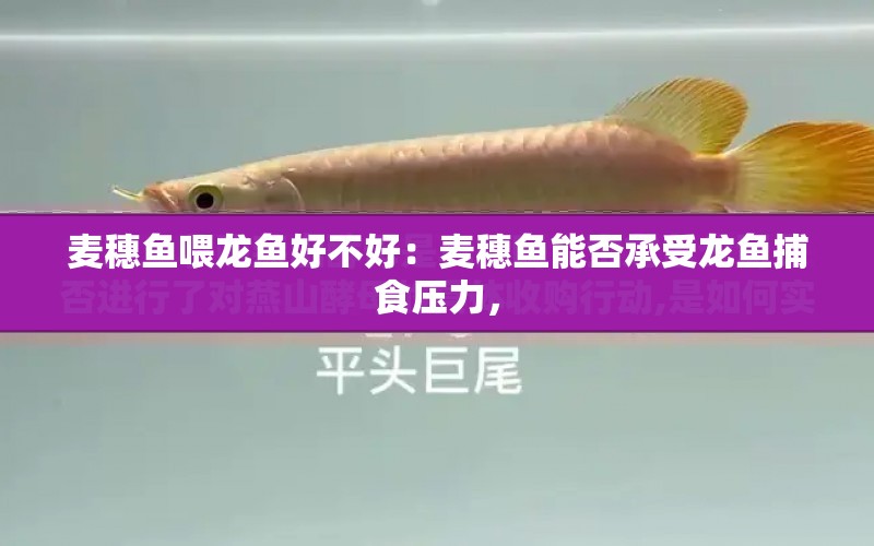 麥穗魚喂龍魚好不好：麥穗魚能否承受龍魚捕食壓力， 水族問答