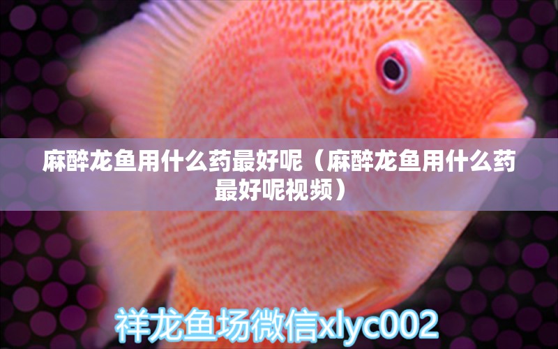 麻醉龍魚用什么藥最好呢（麻醉龍魚用什么藥最好呢視頻）