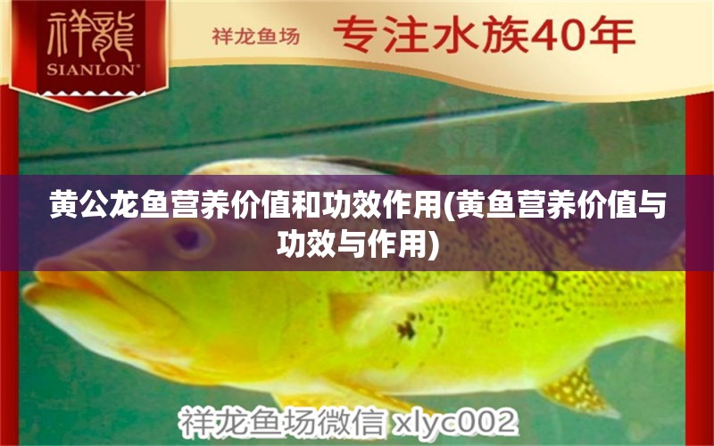 黃公龍魚營養(yǎng)價(jià)值和功效作用(黃魚營養(yǎng)價(jià)值與功效與作用) 綠皮辣椒小紅龍