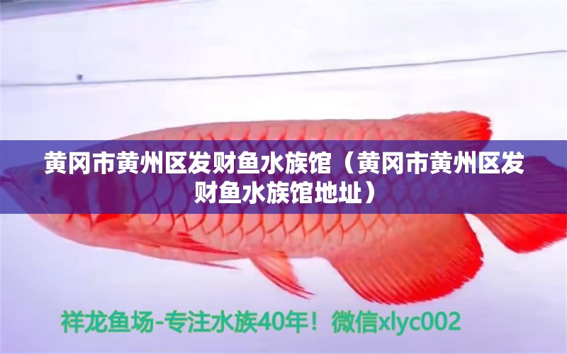 黃岡市黃州區(qū)發(fā)財(cái)魚水族館（黃岡市黃州區(qū)發(fā)財(cái)魚水族館地址）