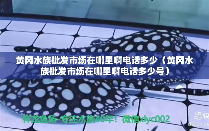 黃岡水族批發(fā)市場(chǎng)在哪里啊電話多少（黃岡水族批發(fā)市場(chǎng)在哪里啊電話多少號(hào)）