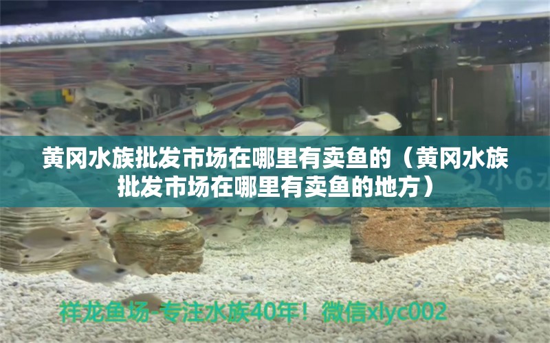 黃岡水族批發(fā)市場(chǎng)在哪里有賣魚的（黃岡水族批發(fā)市場(chǎng)在哪里有賣魚的地方）