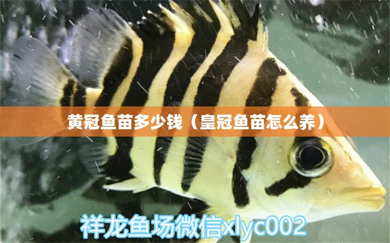 黃冠魚苗多少錢（皇冠魚苗怎么養(yǎng)）