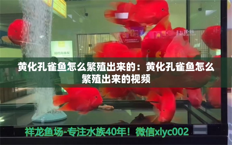 黃化孔雀魚怎么繁殖出來的：黃化孔雀魚怎么繁殖出來的視頻