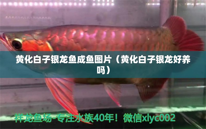 黃化白子銀龍魚成魚圖片（黃化白子銀龍好養(yǎng)嗎）