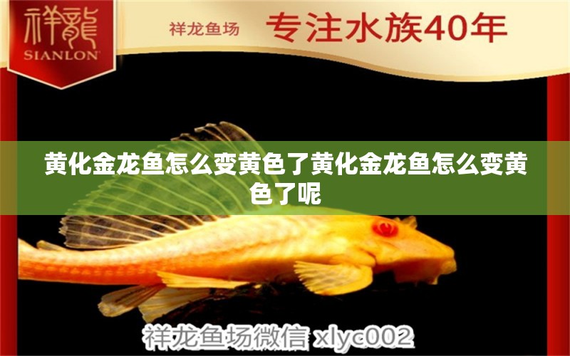 黃化金龍魚怎么變黃色了黃化金龍魚怎么變黃色了呢