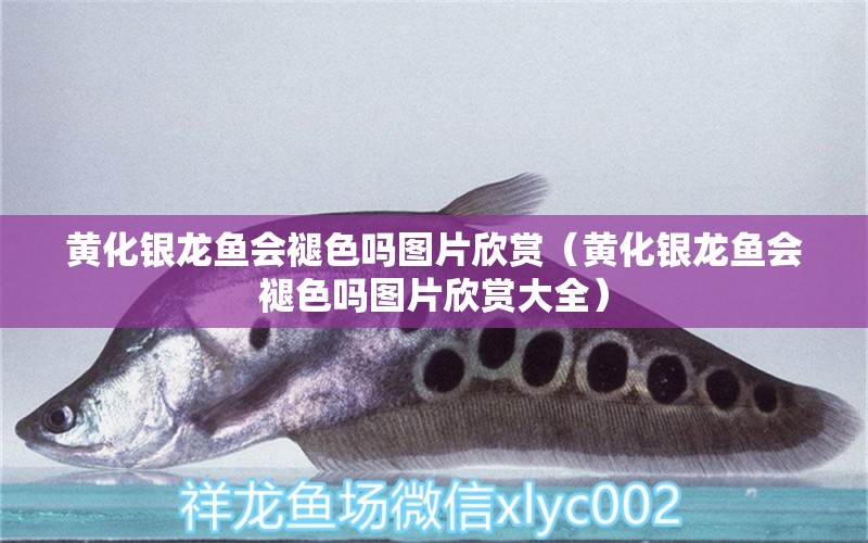 黃化銀龍魚會褪色嗎圖片欣賞（黃化銀龍魚會褪色嗎圖片欣賞大全） 銀龍魚