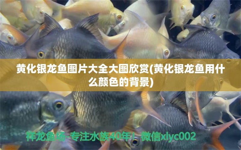 黃化銀龍魚圖片大全大圖欣賞(黃化銀龍魚用什么顏色的背景)