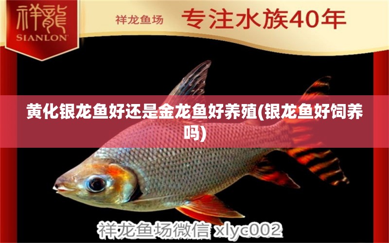 黃化銀龍魚好還是金龍魚好養(yǎng)殖(銀龍魚好飼養(yǎng)嗎) 銀龍魚