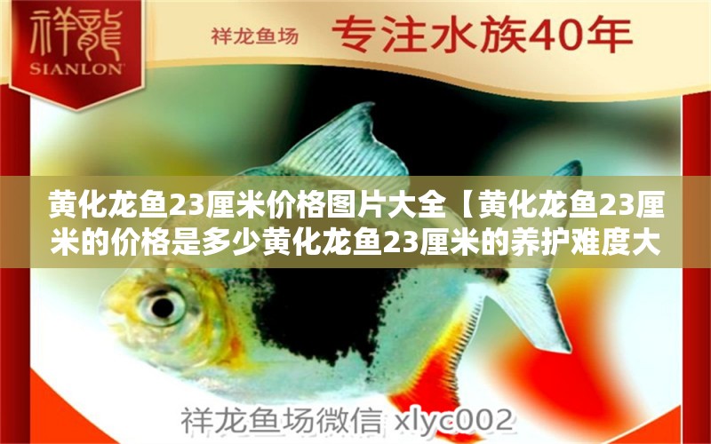 黃化龍魚23厘米價(jià)格圖片大全【黃化龍魚23厘米的價(jià)格是多少黃化龍魚23厘米的養(yǎng)護(hù)難度大嗎】 水族問答 第2張